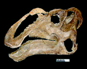 Gryposaurus skull 01