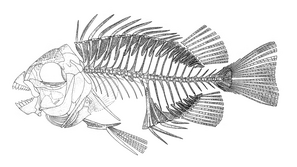 Ruffoichtys bannikovi