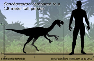 Conchoraptor-size