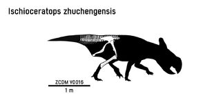 Ischioceratops skeleton