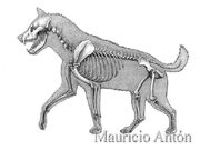 Pachycrocuta-skeleton