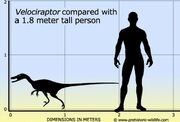 Velociraptor size.jpg