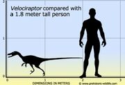 Velociraptor size