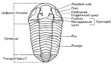 Трилобит строение