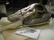 Apatosaurus skull 03