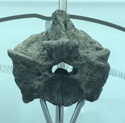 Fossilized Titanoboa Vertebrea
