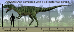 Megalosaurus-size.jpg