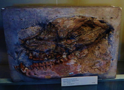 Palaeotherium magnum skull