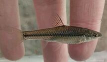 Pseudoraspoba parva
