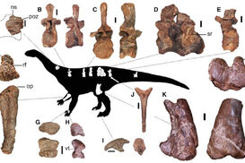 This-figure-shows-some-of-the-preserved-elements-of-the-newly-discovered-dinosaur-Ledumahadi-mafube-CREDIT-McPhee-et-al