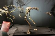 Garudimimus fossil