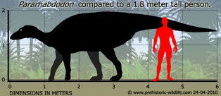 Pararhabdodon-size