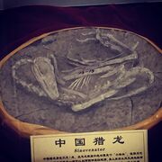 Sinovenator fossil 02.jpg