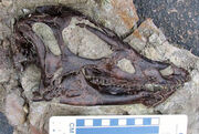 Thescelosaurus neglectus skull.jpg