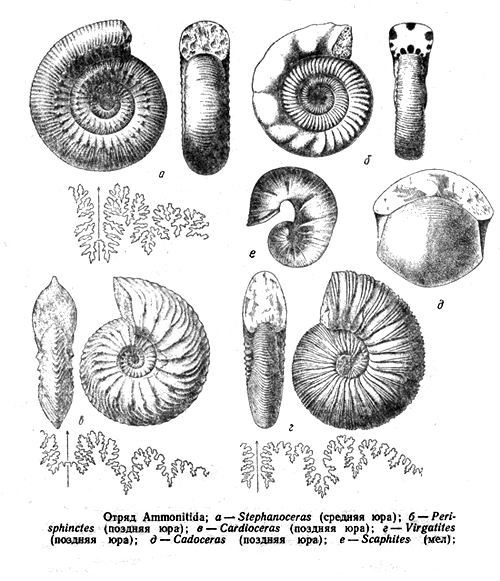 На рисунке изображен аммонит вымершее животное