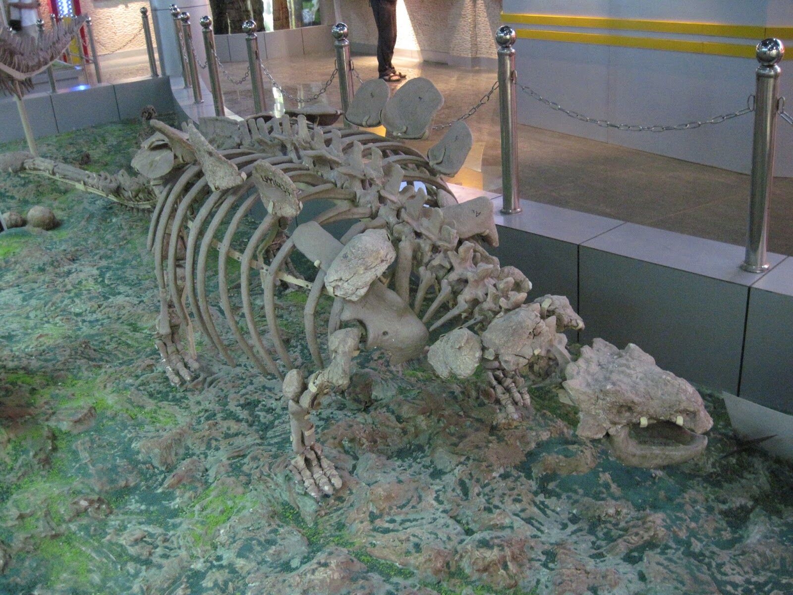 Crichtonpelta fossil.jpg