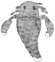 Figure of Eurypterus remipes by James E