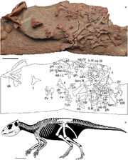 Mosaiceratops
