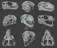 S92943507.jpg (71 КБ) Компьютерные модели реконструированного типового черепа с нижней челюстью нотогомфодона (Nothogomphodon danilovi) из местонахождения Бердянка-2, Оренбургская область, Россия. Автор — И. Белоусов.
