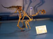 Ajancingenia fossil