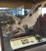 Bravoceratops web