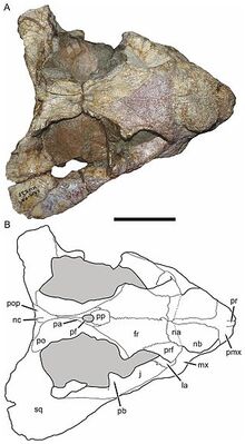 Bulbasaurus-4