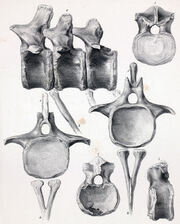 Cetiosaurus brevis