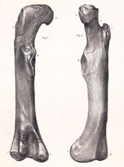 Megalosaurus femur
