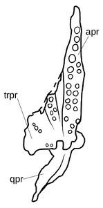 800px-Azendohsaurus madagaskarensis pterygoid.svg