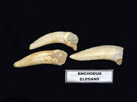 Enchodus elegans