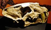 Homotherium crenatidens skull 45