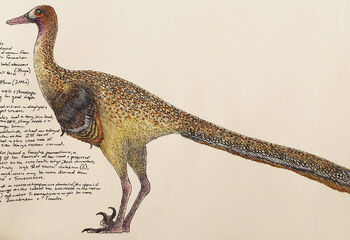 Saurornithoides