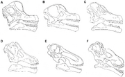 Titanosauriforms skull