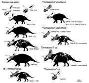 Torosaurus specimen