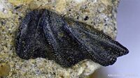 Зубная пластина Ceratodus sp. из триасовых отложений Волгоградской области; фото и находка Андрея Лентина с сайта Аммонит.ру