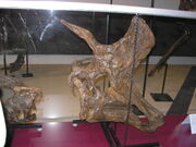 Lambeosaurus skull 01