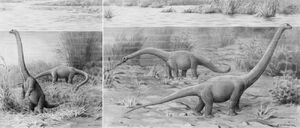 Reconstructions by Sven Ekblom. Originally published in Wiman (1929)