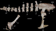 SkeletonAero