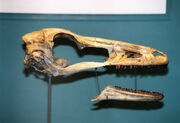 Zanabazar skull