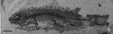 Boltyshia brevicauda