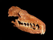 Deinogalerix head