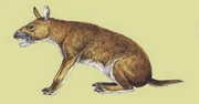 NotostylopsRec