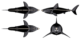 Otodus megalodon skeleatal