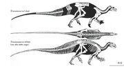 Tenontosaurus skeleton.jpg