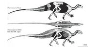 Tenontosaurus skeleton