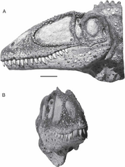 A-Reconstruction-Condon-Museum-F38605-of-Carcharodontosaurus-saharicus-based-on-an