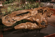 Edmontosaurus skull 05