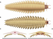 Reconstruction-of-specimen-MNHNFFSOT002123-A-dorsal-view-B-ventral-view-C-Back