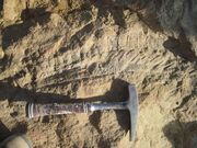 Saurolophus skin 02