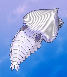 Кордатикарис1